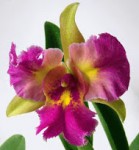 Орхидея Cattleya Lady Yaowamal (отцвела)       
