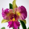 Орхидея Cattleya Lady Yaowamal (отцвела)       