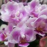 Орхидея Phalaenopsis, multiflora (отцвёл)