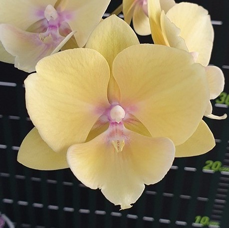 Орхидея Phalaenopsis KS Big Stone 'Yongli' (еще не цвел)     