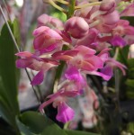 Орхидея Rhynchorides hybrid (отцвела) 