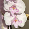 Орхидея Phalaenopsis Big Lip (отцвел)