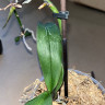 Орхидея Phal. Perfume Dusty Belle, multiflora (отцвел, РЕАНИМАШКА*)