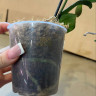 Орхидея Phal. Perfume Dusty Belle, multiflora (отцвел, РЕАНИМАШКА*)