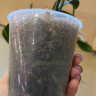 Орхидея Phal. Perfume Dusty Belle, multiflora (отцвел, РЕАНИМАШКА*)