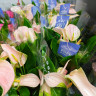 Anthurium Joli Peach 