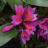 Орхидея Dendrobium Hibiki (отцвел)