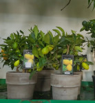 Цитрофортунелла Лимон (с плодами)