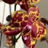 Орхидея Phalaenopsis GW Green World 'Snakeskin' (отцвел)