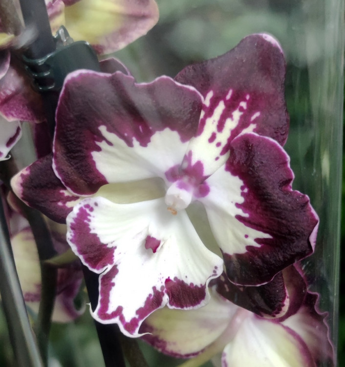 Орхидея Phalaenopsis Dharma, Big Lip (отцвёл, УЦЕНКА)