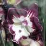 Орхидея Phalaenopsis Dharma, Big Lip (отцвёл, УЦЕНКА)