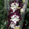 Орхидея Phalaenopsis Dharma, Big Lip (отцвёл, УЦЕНКА)