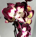 Орхидея Phalaenopsis Dharma, Big Lip (отцвёл, РЕАНИМАШКА)