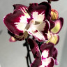 Орхидея Phalaenopsis Dharma, Big Lip (отцвёл, РЕАНИМАШКА)