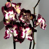 Орхидея Phalaenopsis Dharma, Big Lip (отцвёл, РЕАНИМАШКА)