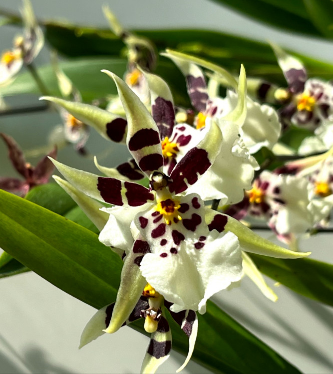 Орхидея Oncidium Titanium Treasure white (отцвел, РЕАНИМАШКА)