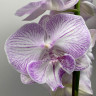Орхидея Phalaenopsis Big Lip 