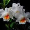 Орхидея Dendrobium Dawn Marie
