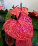 Anthurium Pink Queen (деленка без цветов)