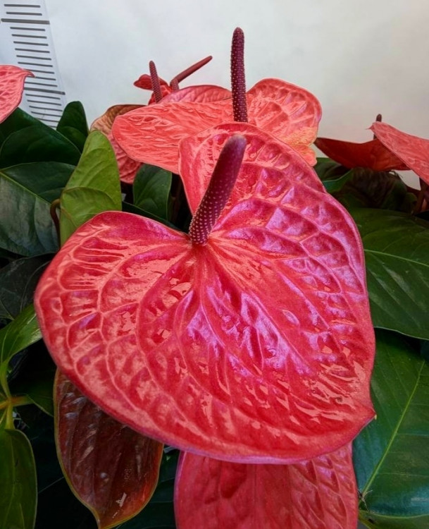 Anthurium Pink Queen (деленка без цветов)