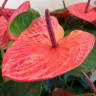 Anthurium Pink Queen (деленка без цветов)