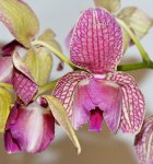 Орхидея Phalaenopsis Palermo 