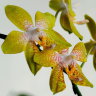 Орхидея Phalaenopsis Phalaenopsis stuartiana х venosa Red
