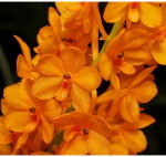 Орхидея Ascocentrum miniatum (отцвёл)