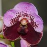Орхидея Vanda Two Tone Beauty (отцвела)