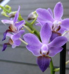 Орхидея Dtps Purple Gem 'Blue Splash' (еще не цвёл)