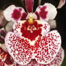 Орхидея Tolumnia Catherine Wilson (сеянцы)