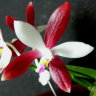 Орхидея Phalaenopsis tetraspis 'C1 ' (еще не цвёл)