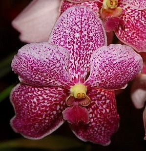Орхидея Vanda Kasem's Delight x V. Bitz's Heartthrob (отцвела)  