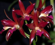 Орхидея Cattleya Chocolate Drop (отцвела)     