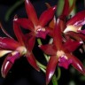 Орхидея Cattleya Chocolate Drop (отцвела)     