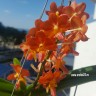 Орхидея Rhynchorides Tony Tan Keng Yam (отцвела) 