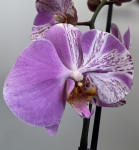Орхидея Phalaenopsis mutation     