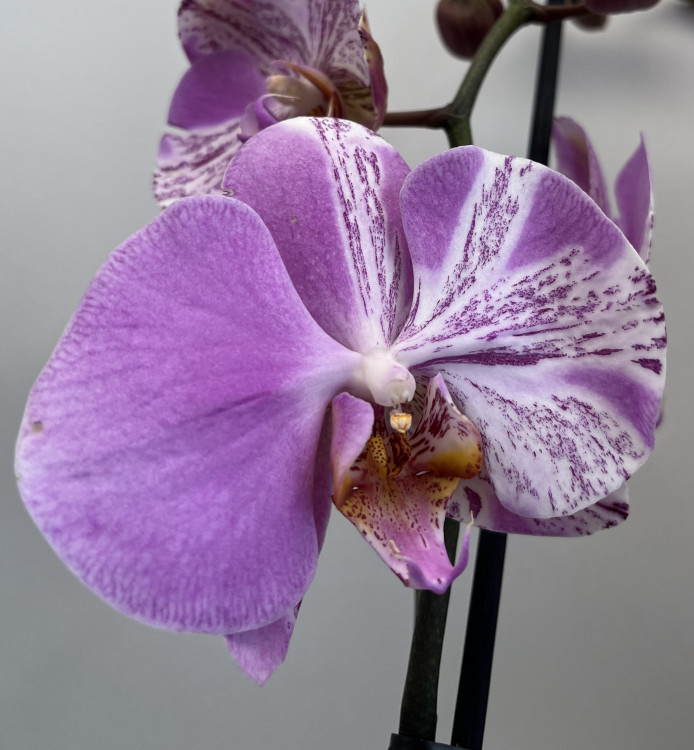 Орхидея Phalaenopsis mutation     