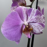 Орхидея Phalaenopsis mutation     