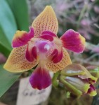 Орхидея Phalaenopsis Golden Sand '1363', peloric 3 lips 