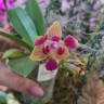 Орхидея Phalaenopsis Golden Sand '1363', peloric 3 lips (отцвел)