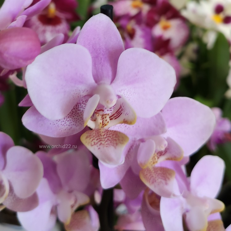 Орхидея Phalaenopsis Beaution, multiflora 
