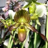 Орхидея Paph. Judge Philip (philippinense x pinocchio)