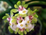 Орхидея Gastrochilus japonicus (отцвёл) 
