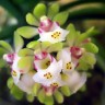 Орхидея Gastrochilus japonicus (отцвёл) 