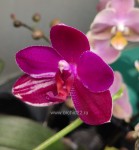 Орхидея Phalaenopsis Yang Yang Sun Pulchra