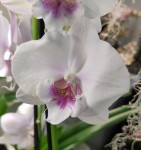 Орхидея Phalaenopsis Big Lip        