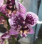 Орхидея Phalaenopsis, multiflora (отцвел, РЕАНИМАШКА) 