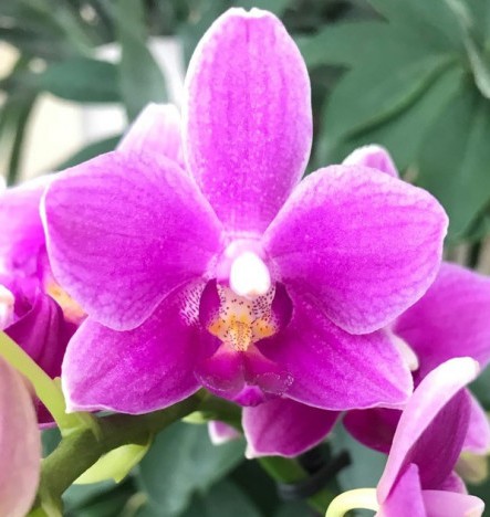 Орхидея Phalaenopsis Dorablue, multiflora (еще не цвел)   