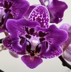 Орхидея Phalaenopsis Chia E Yenlin, variegata & 2 eyes (отцвел) 